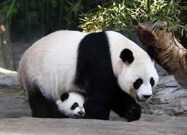 Mother giant panda Juxiao is seen with one of her triplets at Chimelong Safari Park in Guangzhou, Guangdong province, December 9, 2014. According to local media, this is the fourth set of giant panda triplets born with the help of artificial insemination procedures in China, and the birth is seen as a miracle due to the low reproduction rate of giant pandas. REUTERS/Stringer (CHINA - Tags: ANIMALS SOCIETY) CHINA OUT. NO COMMERCIAL OR EDITORIAL SALES IN CHINA - RTR4H8FR