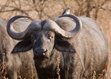 Ein Afrikanischer Büffel steht in der Morgensonne der Serengeti