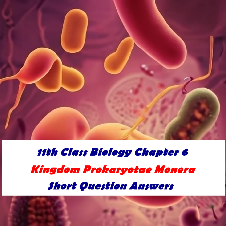 11th-class-biology-chapter-6-kingdom-prokaryotae-monera-short-question